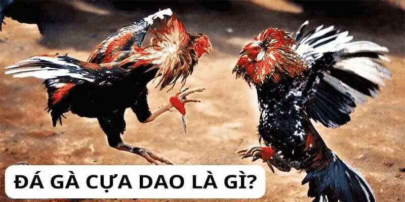 Chiến kê được trang bị cựa dao tại Won88