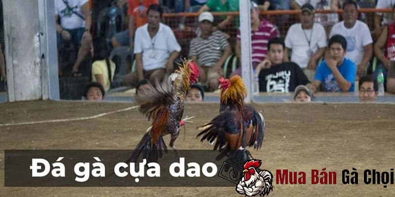 Đá Gà Cựa Dao Won88 – 3 Phút Là Vào Trận Ngay
